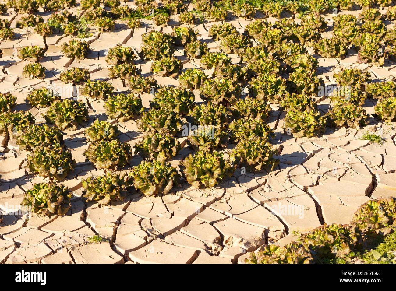 Poorly Earth Death valley sun cracked soil hi-res stock photography and images - Alamy