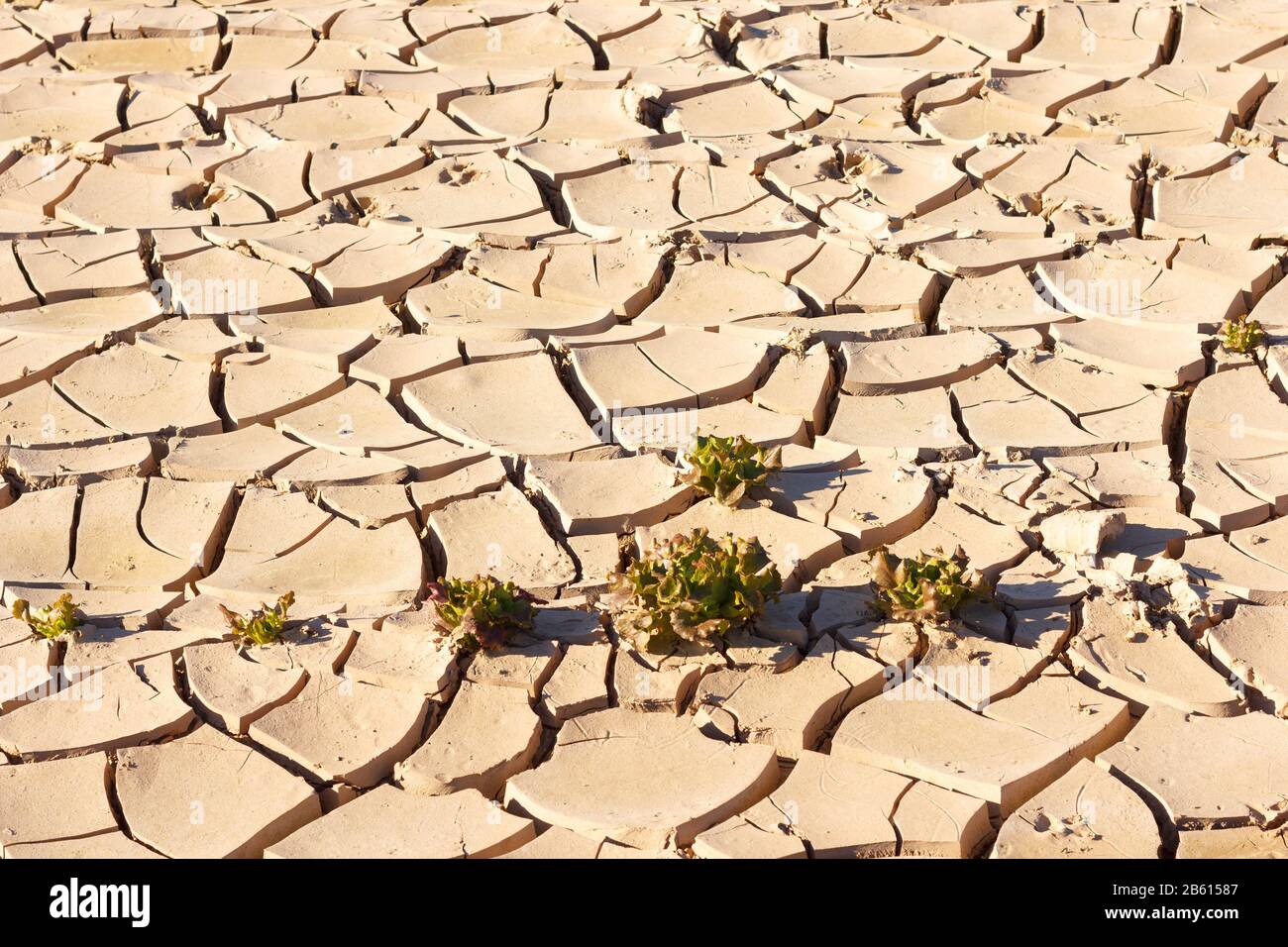 Poorly Earth Lack of water, sun and little rain, land broken by little irrigation ...