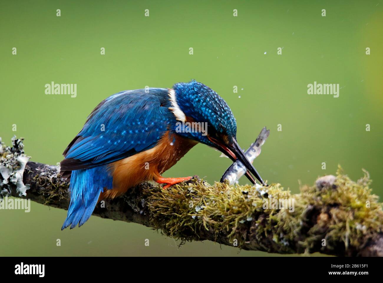 Male kingfisher fishing on a mossy branch Stock Photo
