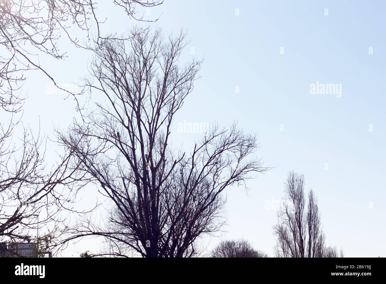 Beginning Of Spring Branches Of A Tree Without Leaves And With Initial Flowers That Will Be The Fruits In Summer Blue Winter Sky Stock Photo Alamy Beginning Of Spring Branches Of A Tree Without Leaves And With Initial Flowers That Will Be The Fruits In Summer Blue Winter Sky Stock Photo Alamy