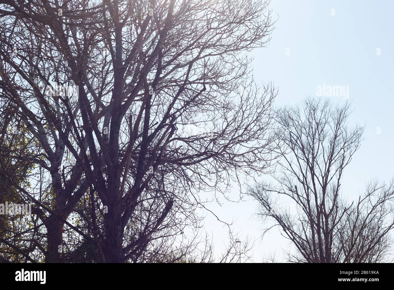 Beginning Of Spring Branches Of A Tree Without Leaves And With Initial Flowers That Will Be The Fruits In Summer Blue Winter Sky Stock Photo Alamy Beginning Of Spring Branches Of A Tree Without Leaves And With Initial Flowers That Will Be The Fruits In Summer Blue Winter Sky Stock Photo Alamy