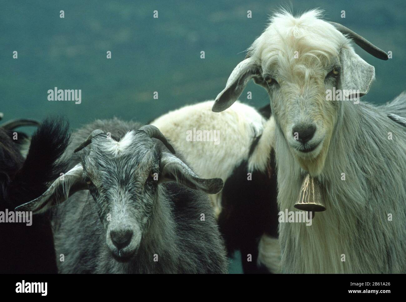 White, grey, brown and black goats in Epirus, Greece. One has a brass bell on a collar. Stock Photo