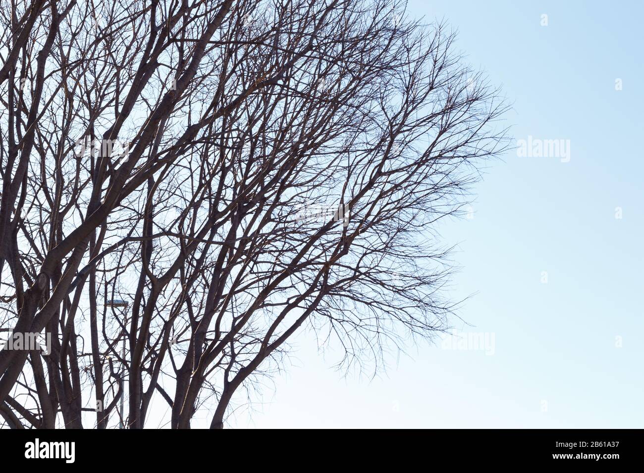 Beginning Of Spring Branches Of A Tree Without Leaves And With Initial Flowers That Will Be The Fruits In Summer Blue Winter Sky Stock Photo Alamy Beginning Of Spring Branches Of A Tree Without Leaves And With Initial Flowers That Will Be The Fruits In Summer Blue Winter Sky Stock Photo Alamy