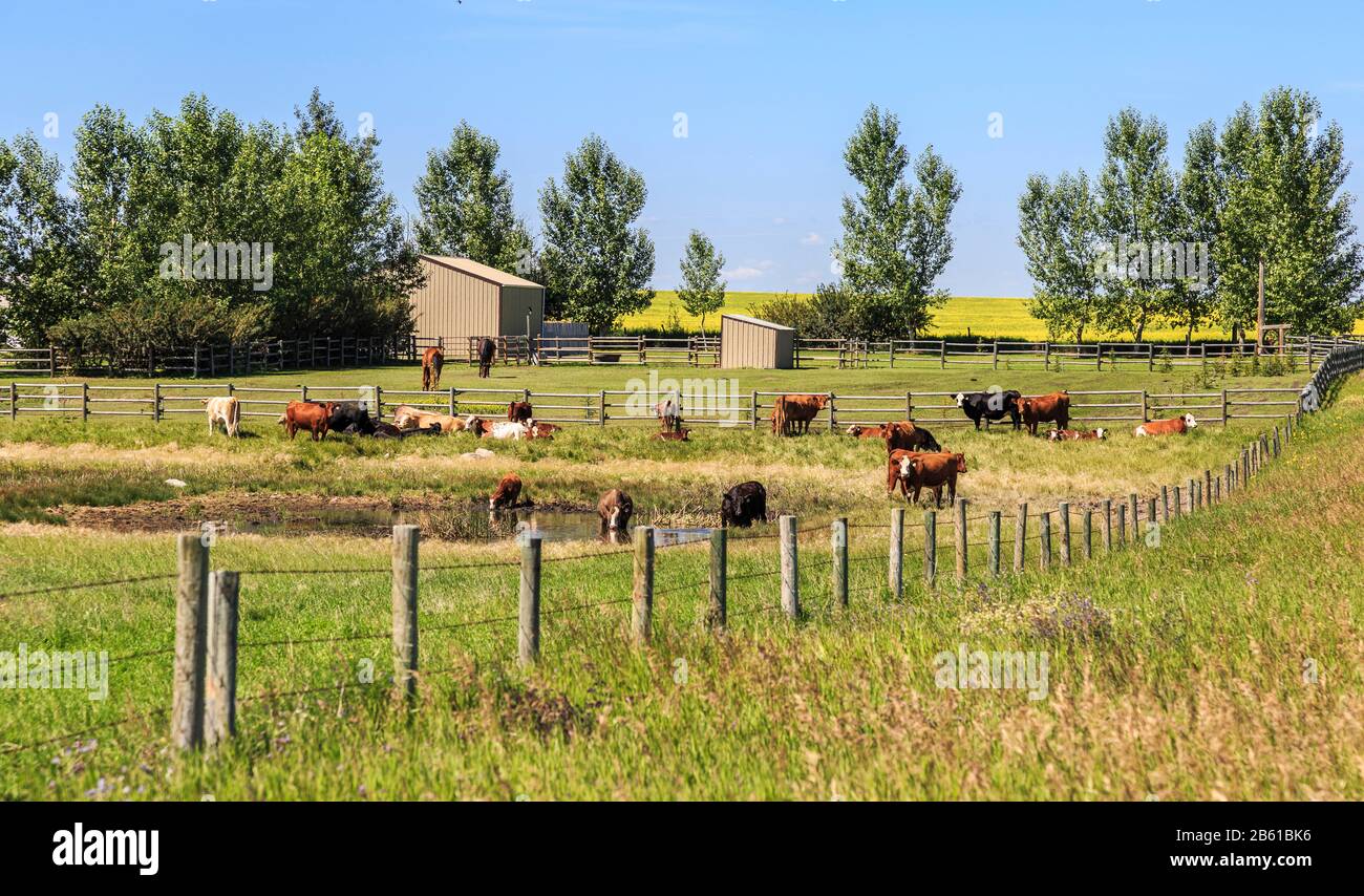 Cows and horse grazing, drinking and resting in a paddock. Canola field in background Stock Photo