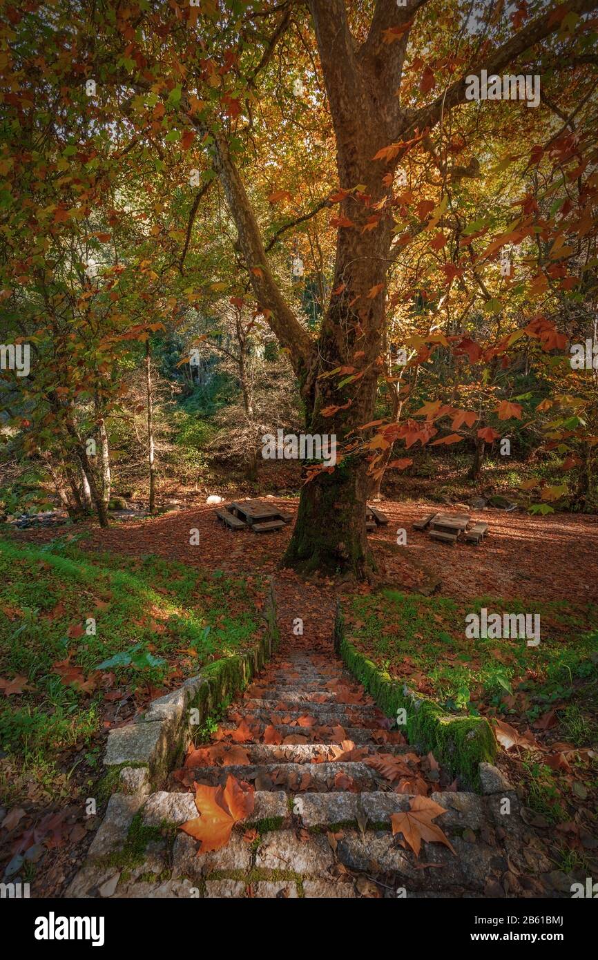 Magical stairs in autumn park. Monchique, Portugal. Stock Photo