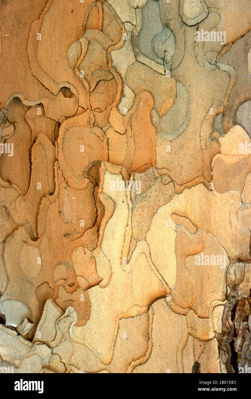 Tree bark in shades of cream, orange and brown - peeling away. Stock Photo