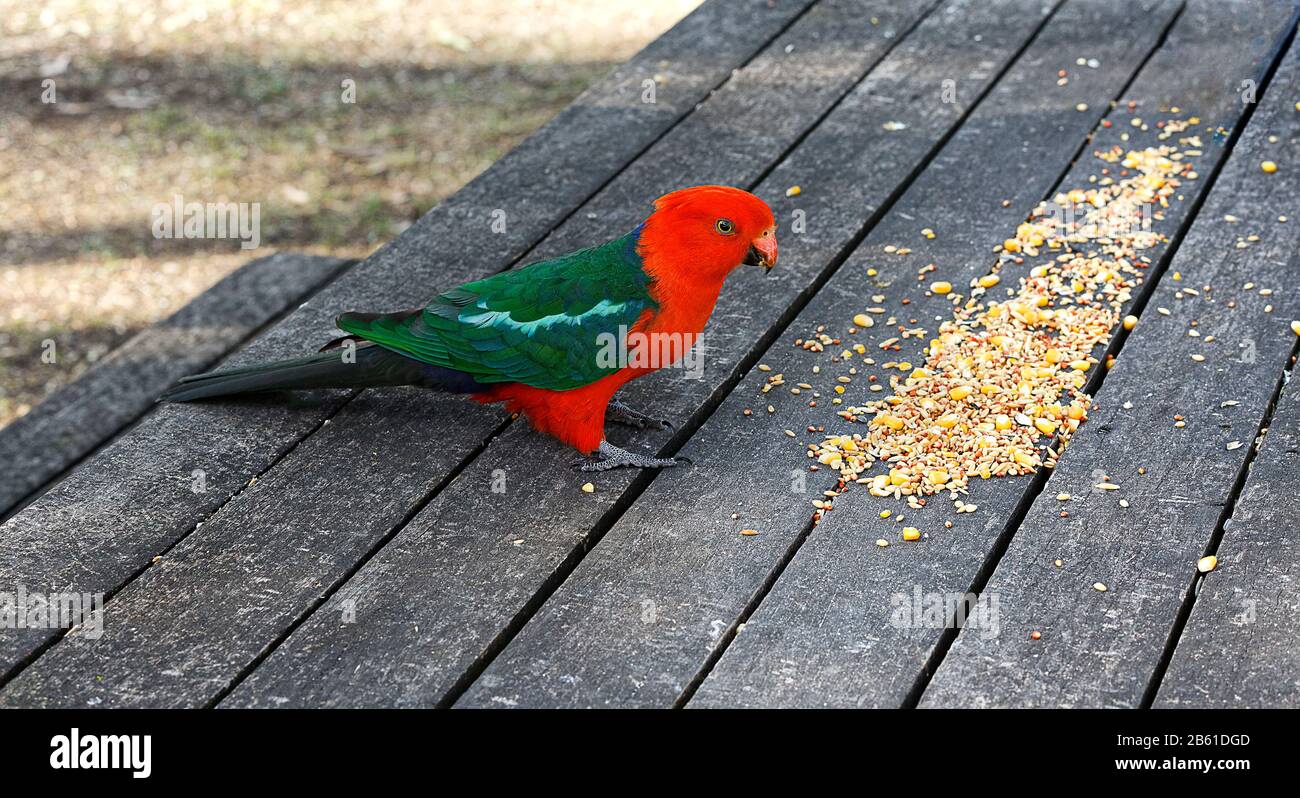 King parrot table animal wildlife hires stock photography and images