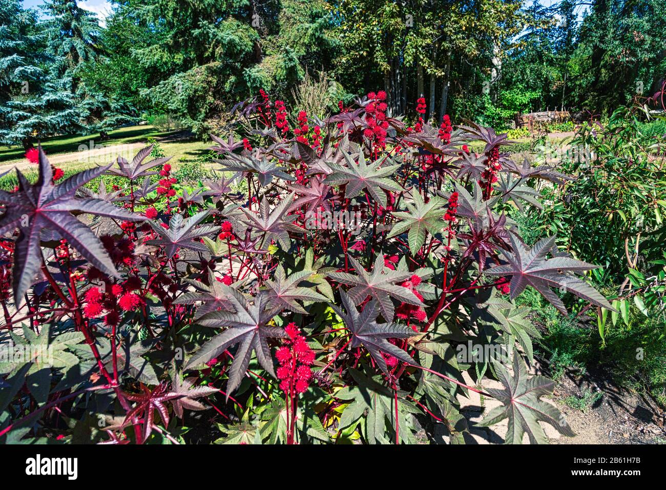 Castor oil plant has glossy leaves with long stems and red flowers Stock Photo
