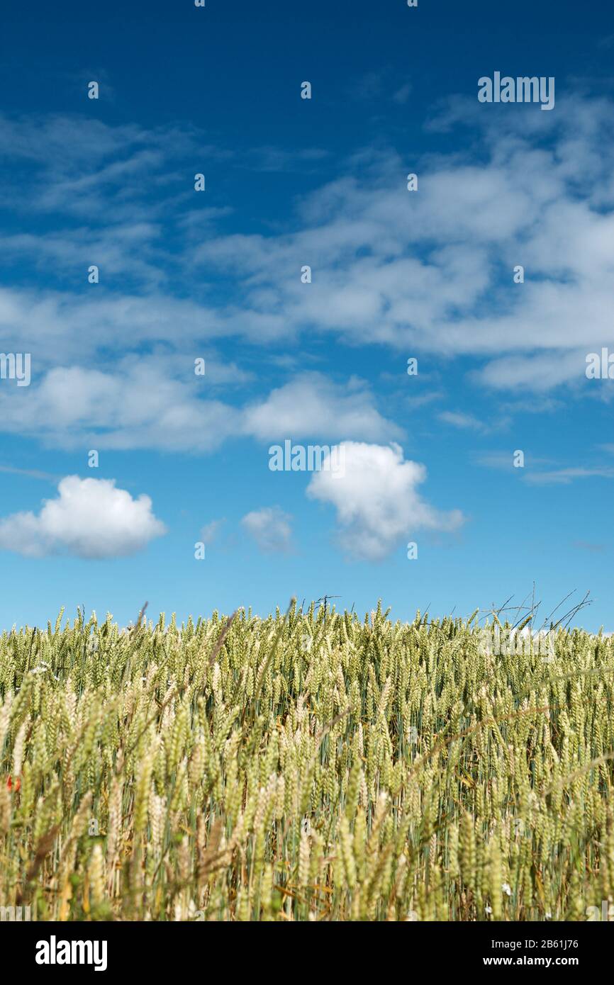 Blue sky over agricultural land (wheat field) on sunny summer day. Organic or conventional farming. Stock Photo