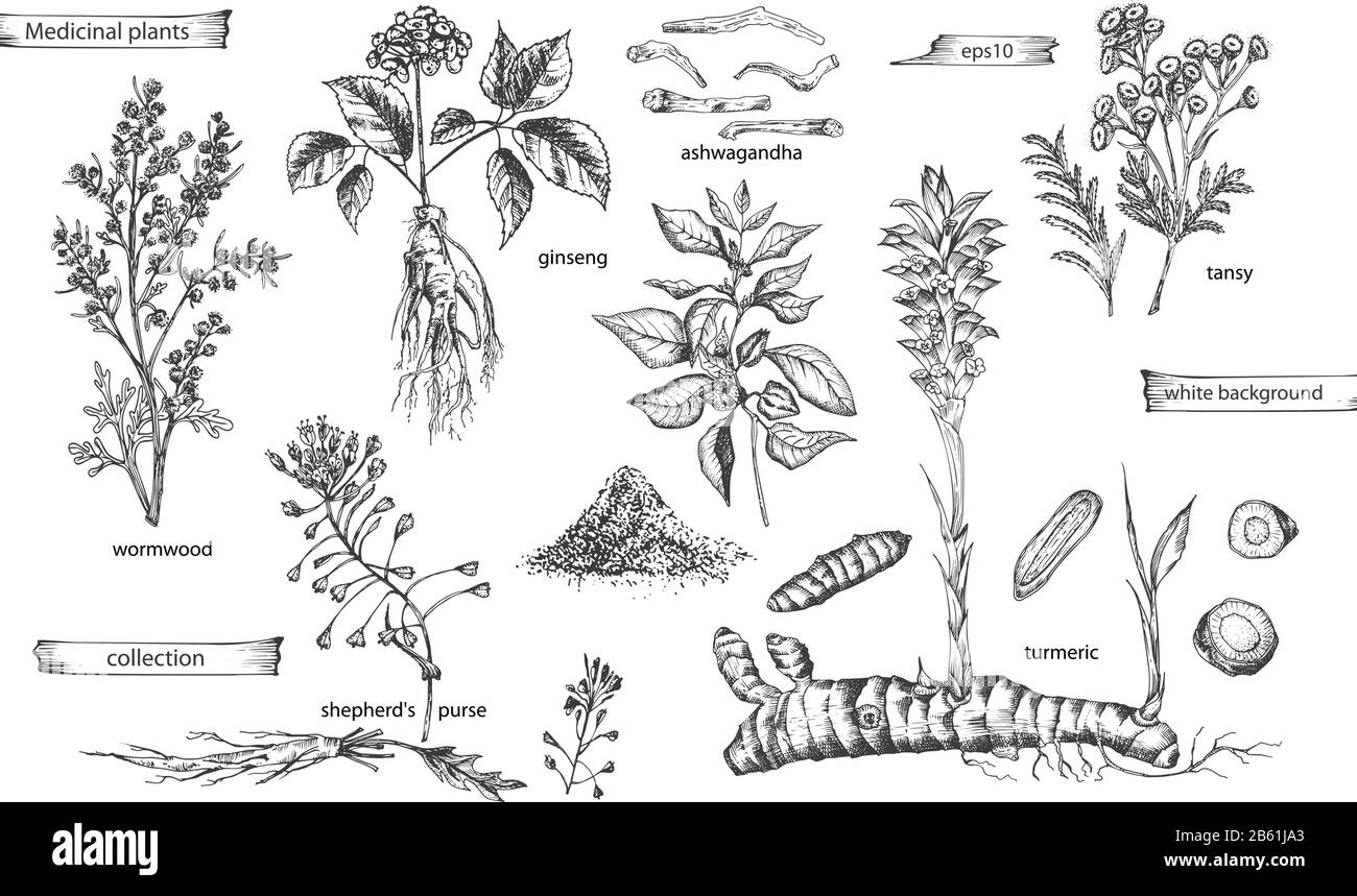 Set vintage hand drawn sketch medicine herbs elements isolated on white background. wormwood, turmeric, tansy, ashwagandha, shepherds, purse, ginseng Stock Vector