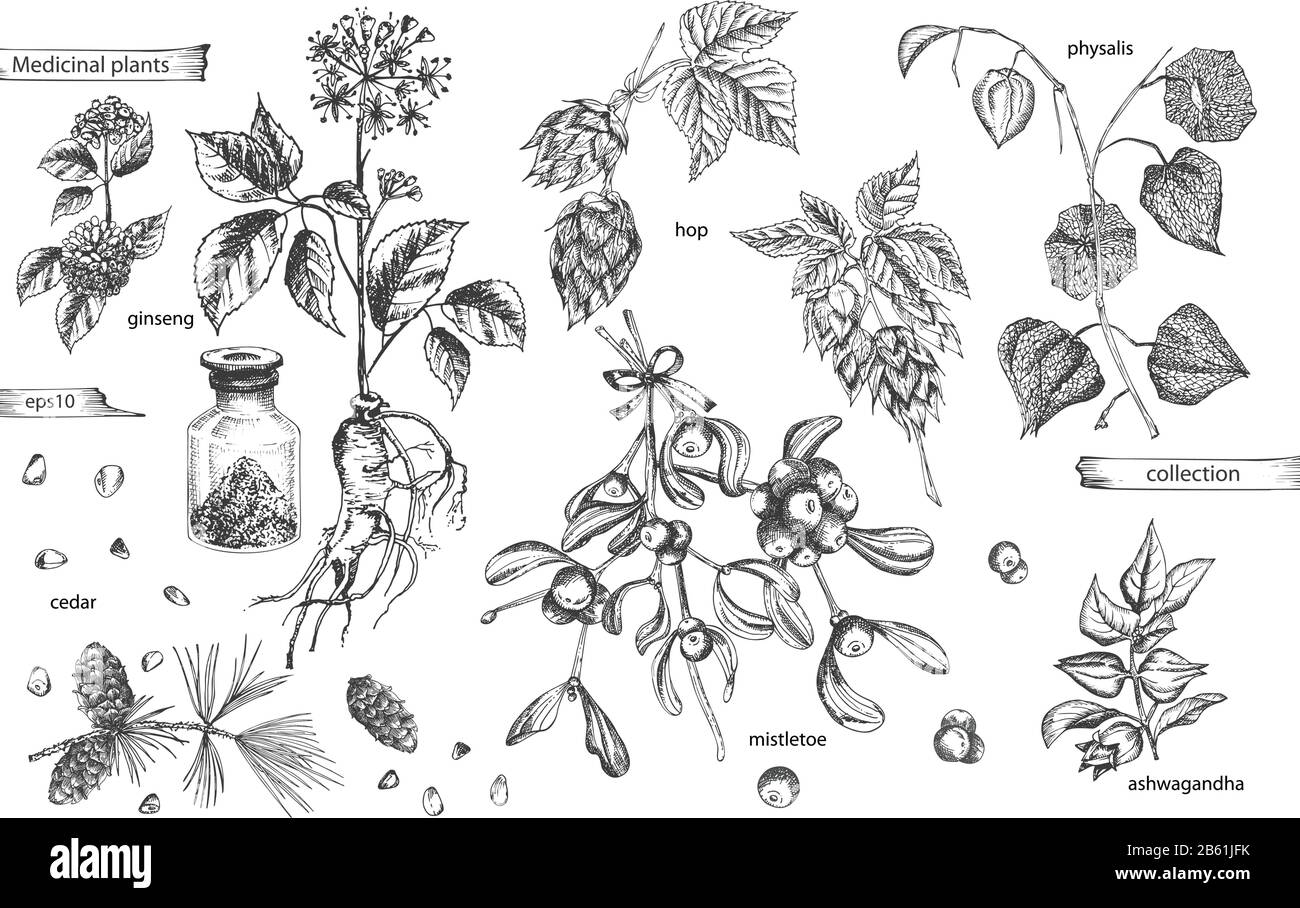 Set vintage hand drawn sketch medicine herbs elements isolated on white background. Cedar, mistletoe, hop, physalis, ashwagandha, ginseng. Vector Stock Vector