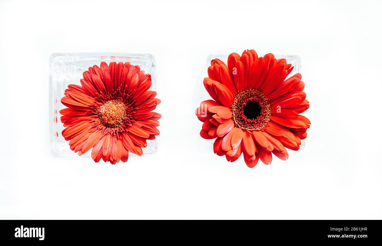 two daisy Gerber with a white background captured as a marco Stock