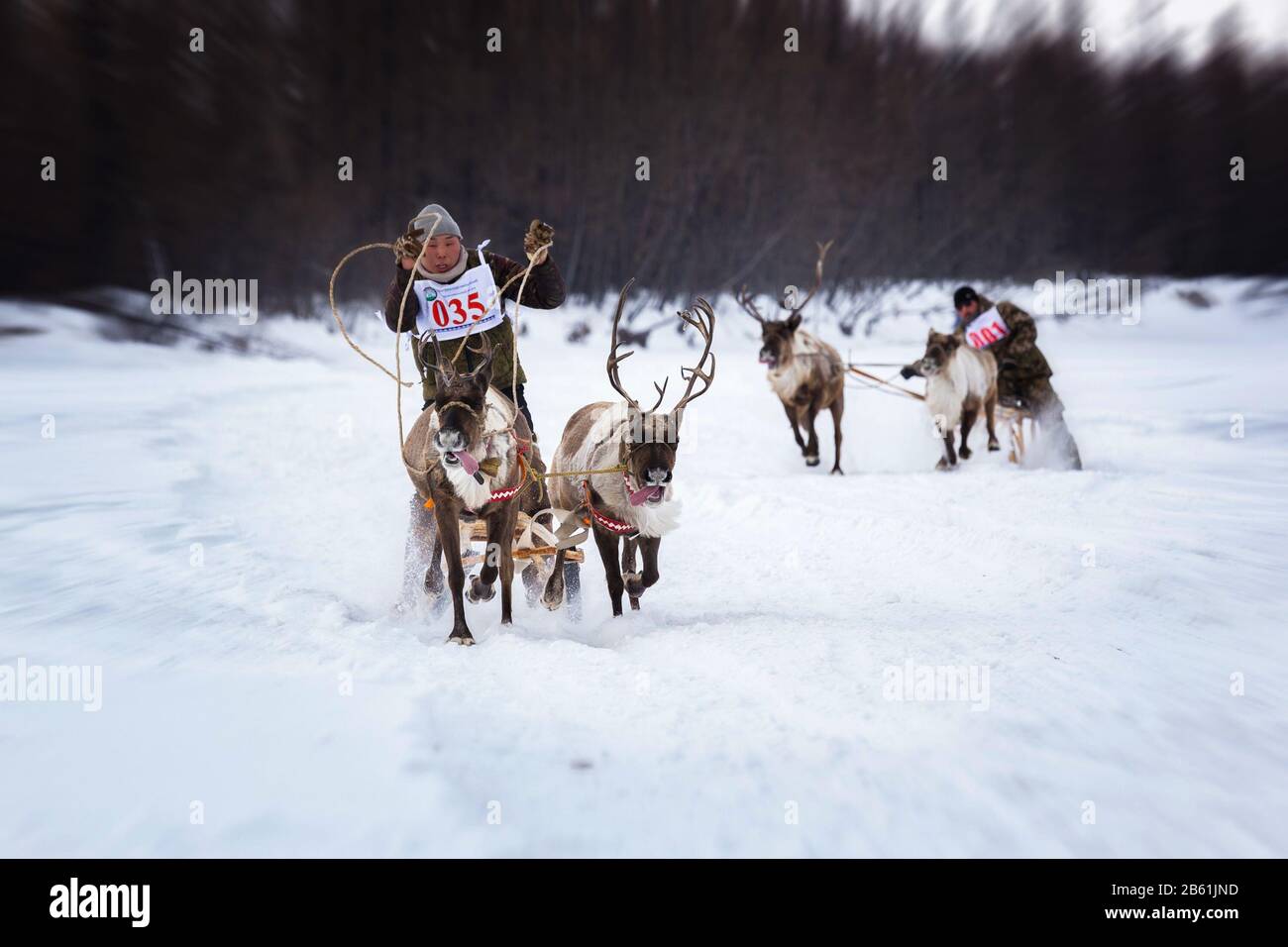 Iengra, Neryungri District, Yakutia, Russia. March 7, 2020 Racing reindeer on the celebration of the reindeer herders Stock Photo