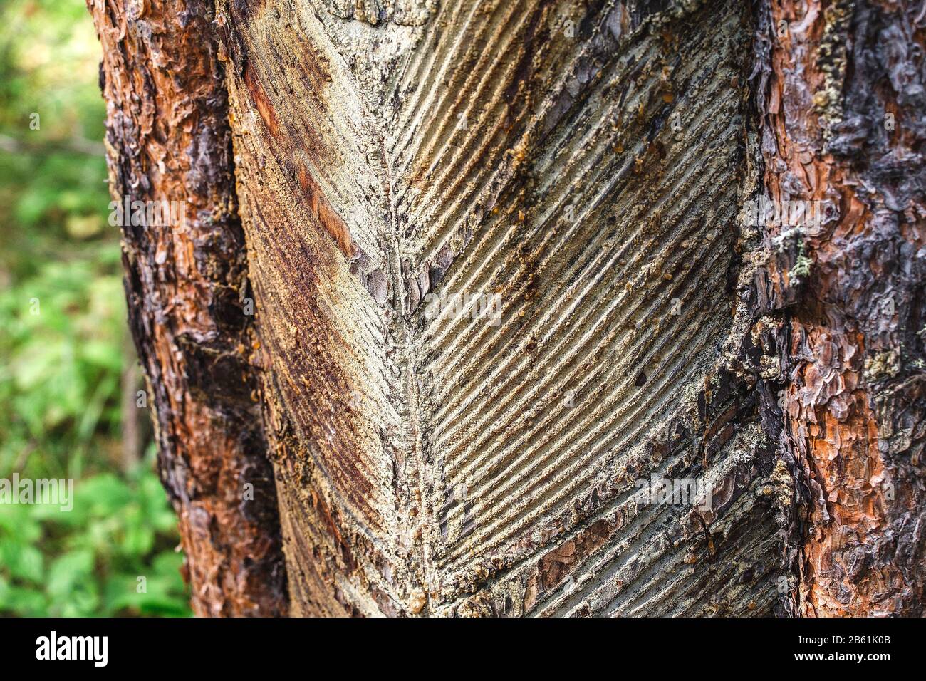 Harvesting pine resin from bleeding trees, Uganda Stock Photo - Alamy