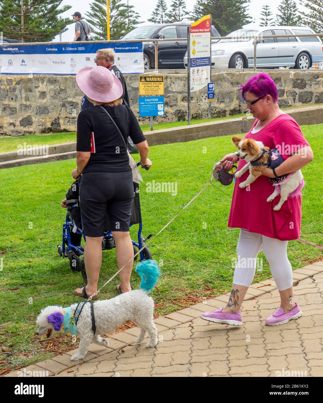 Caucasian middle age woman walking her pet dogs which have dyed hair at  Cottesloe Beach Perth WA Australia Stock Photo - Alamy