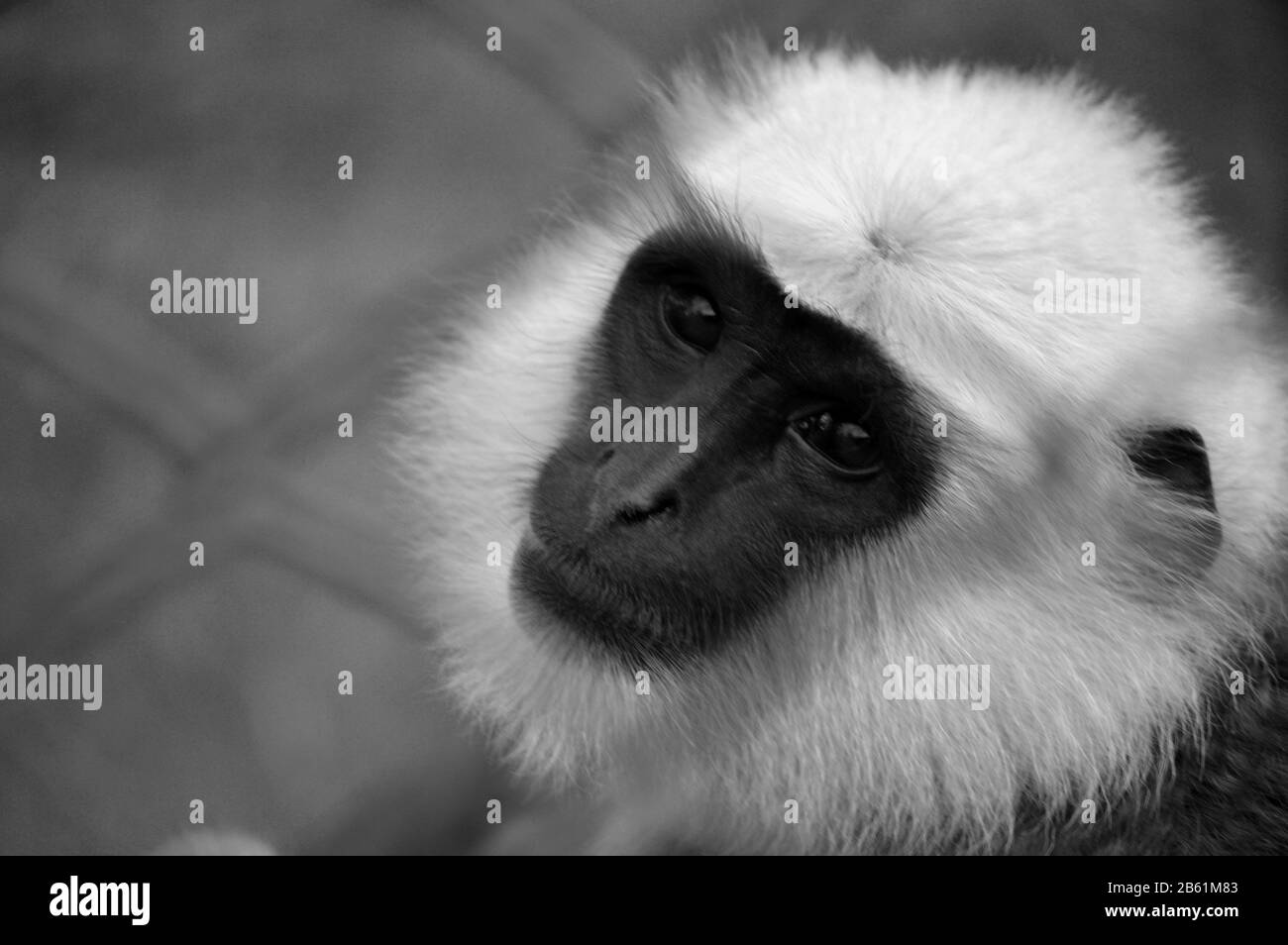 An innocent Monkey viewing inside the bars of zoos. Stock Photo