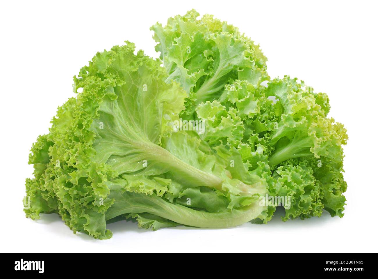 Salad vegetable, Lettuce isolated on white background Stock Photo