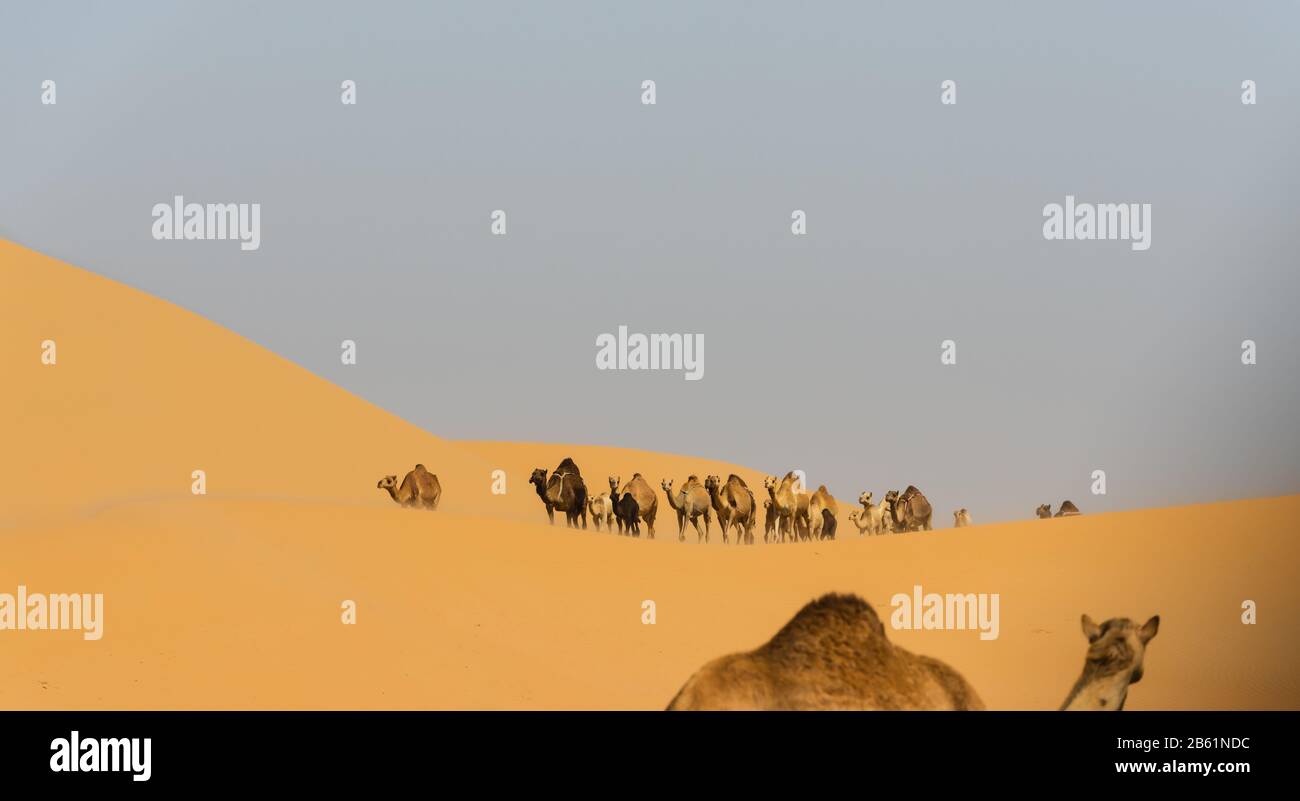 caravan of camels Stock Photo