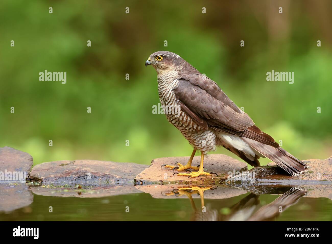 Eurasian Sparrowhawk - Accipiter nisus, beautiful bird of prey form Euroasian forests and woodlands, Hortobagy, Hungary. Stock Photo