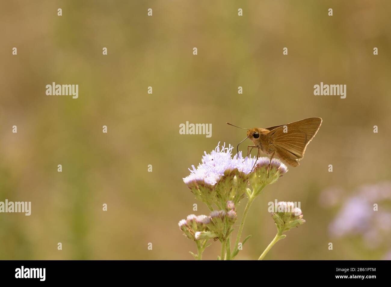 brown butterfly pollinating a flower Stock Photo