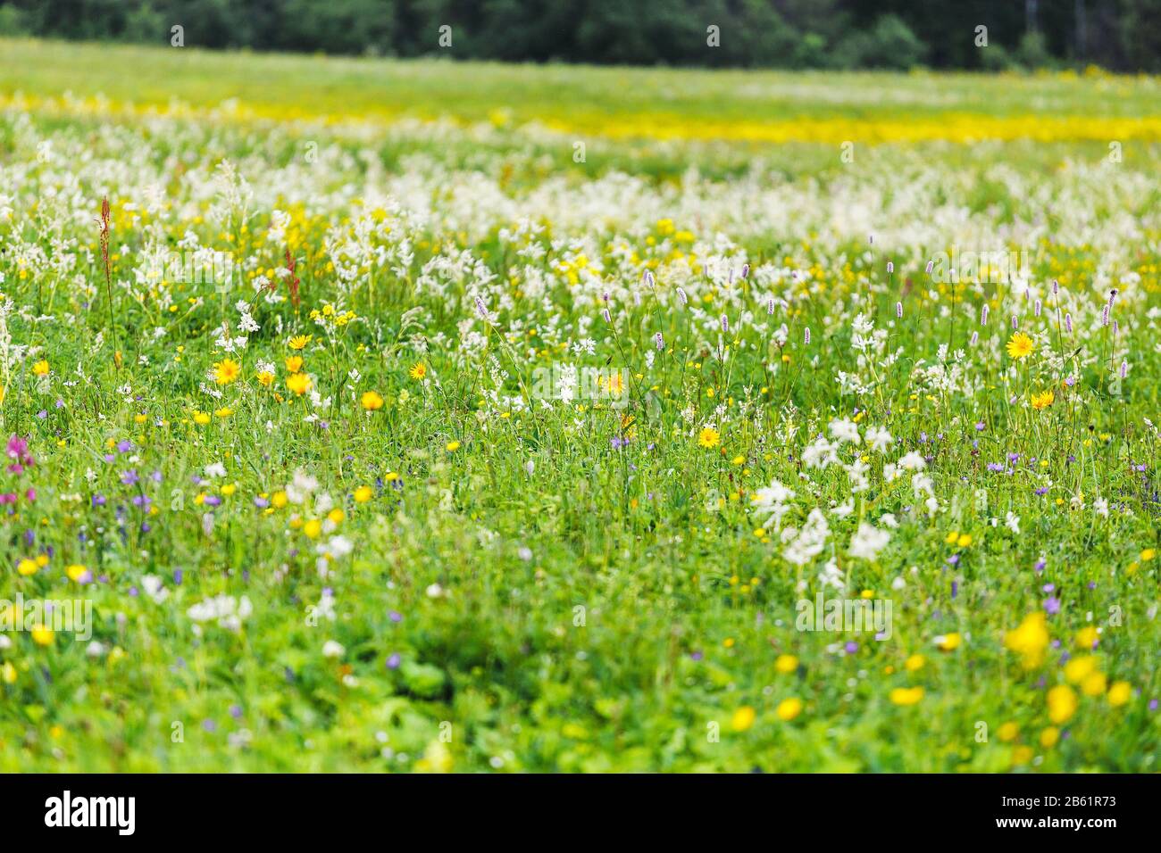 Grass field with wildflowers on summer day Stock Photo - Alamy