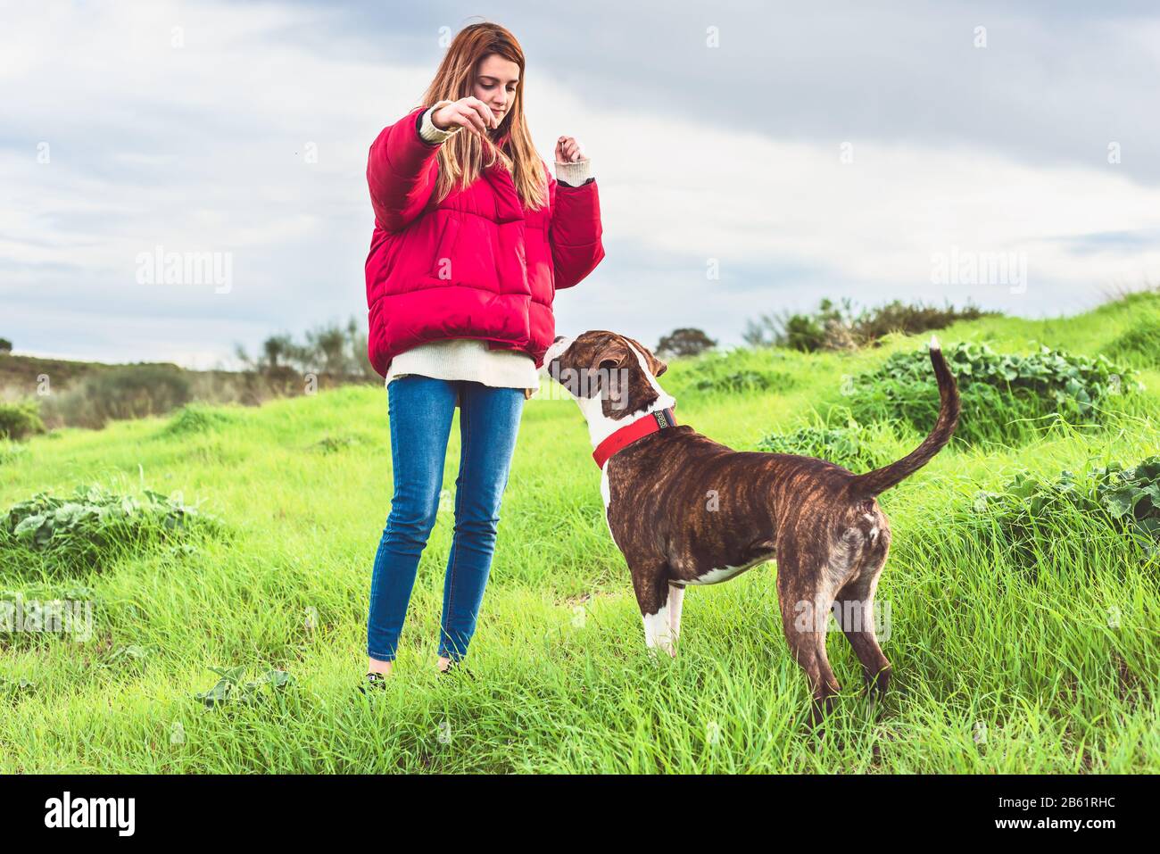 Young woman training American Staffordshire terrier in the field Stock Photo
