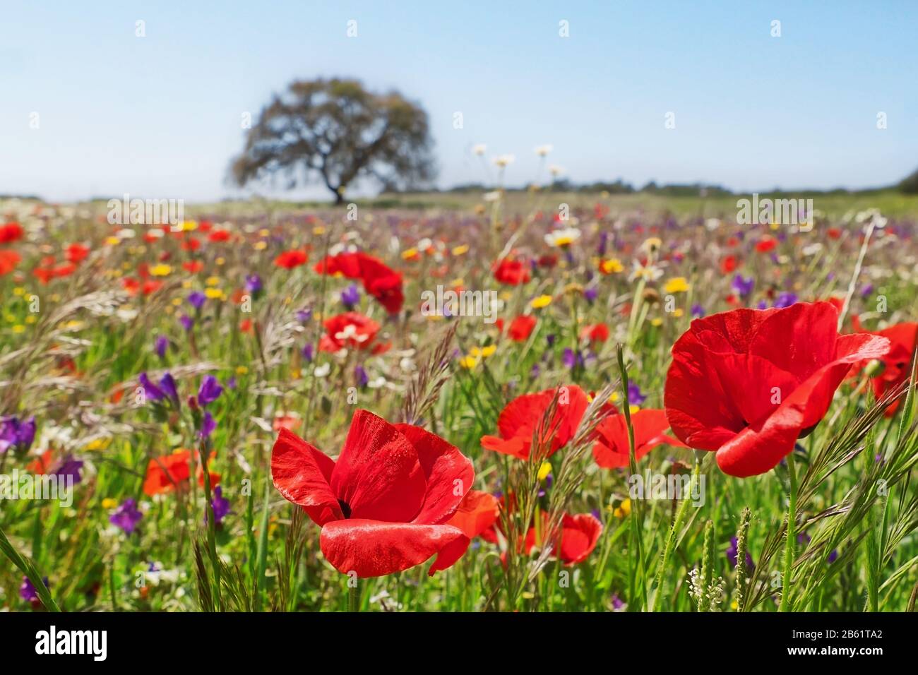 Poppies field covered sunlight hi-res stock photography and images - Alamy