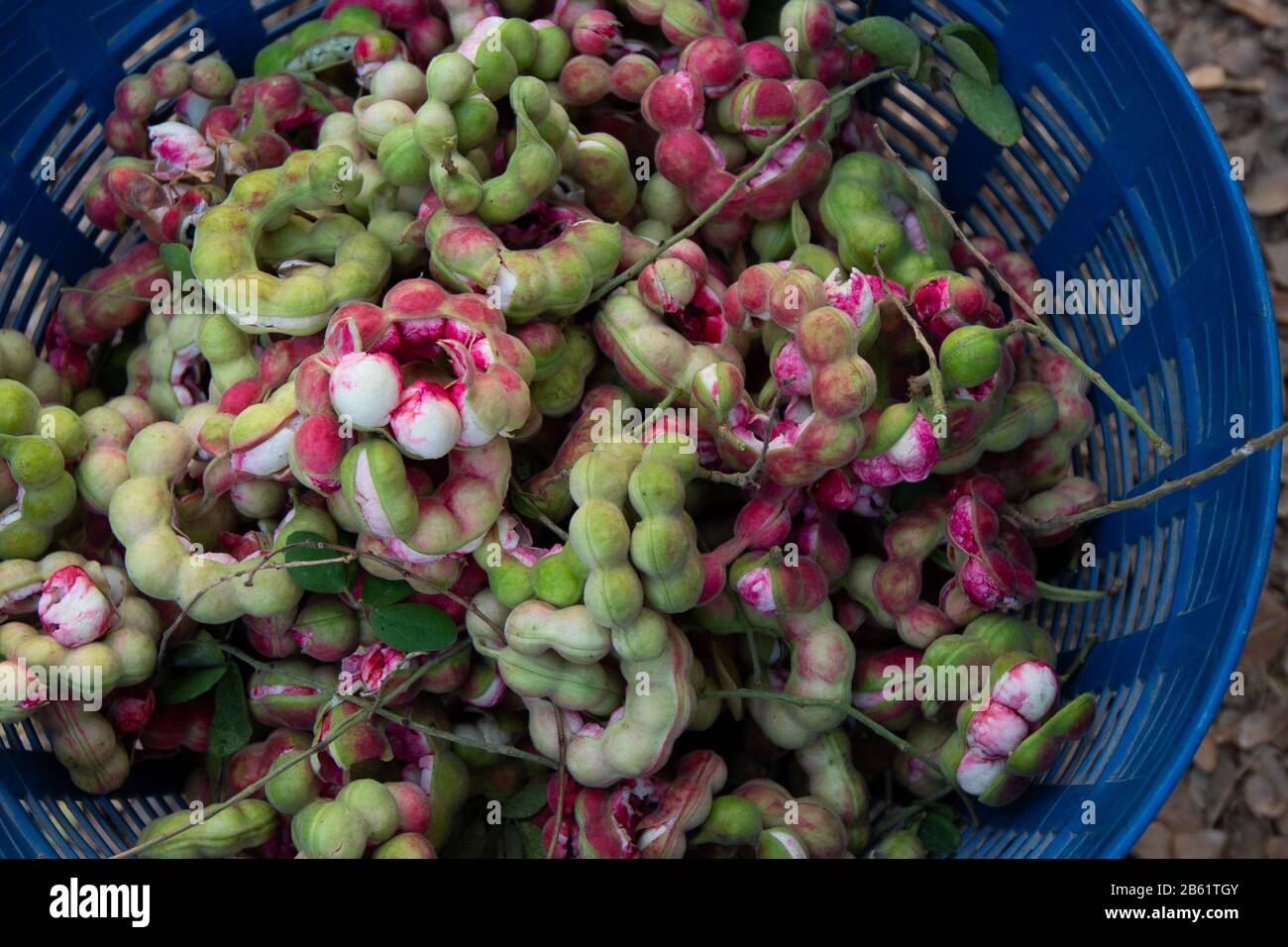 A view of ripe harvested Pithecellobium dulce fruits.The harvest of the Pithecellobium dulce also known as Madras Thorn is from December to March. Stock Photo