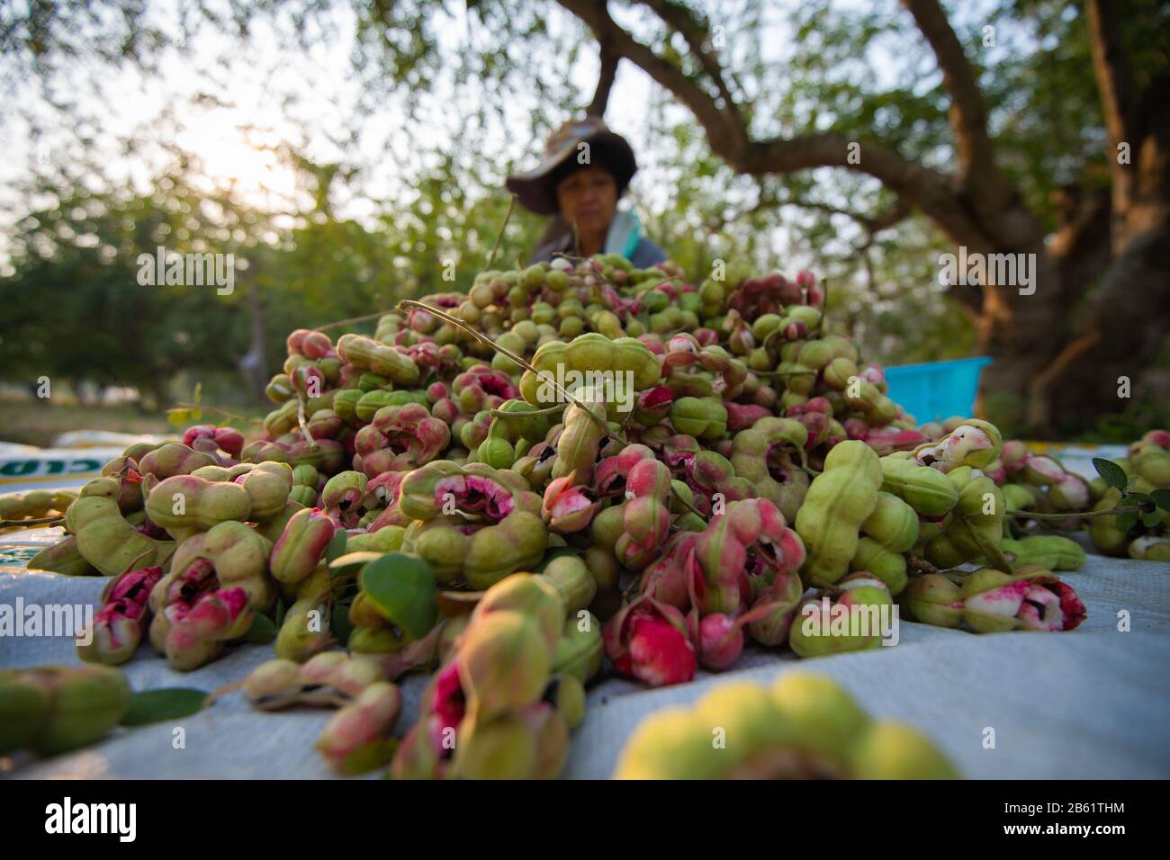 A farmer sorts harvested pithecellobium dulce fruits at their plantation in Ratchaburi.The harvest of the Pithecellobium dulce also known as Madras Thorn is from December to March. Stock Photo
