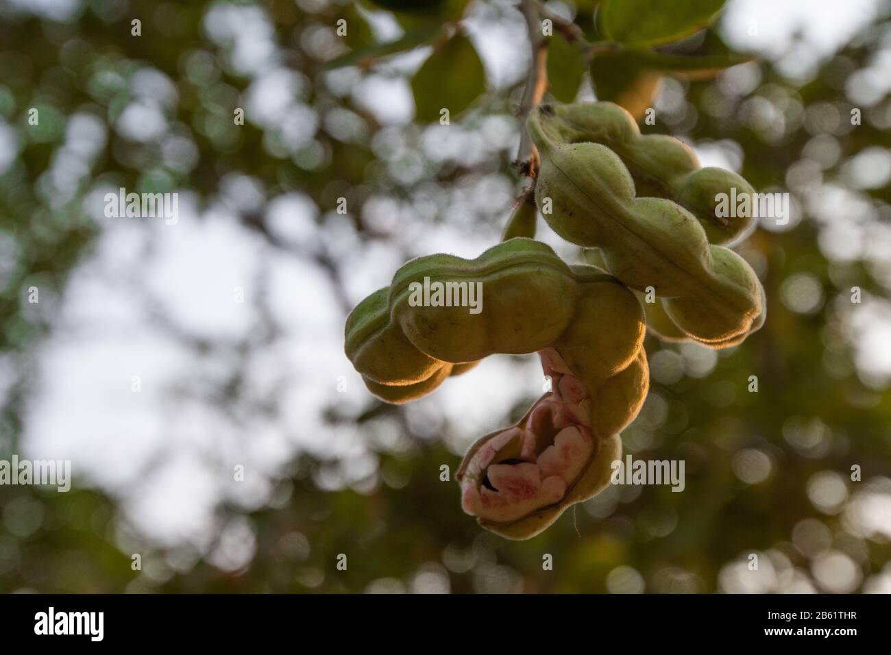 A view of ripe Pithecellobium dulce fruits on a tree.The harvest of the Pithecellobium dulce also known as Madras Thorn is from December to March. Stock Photo