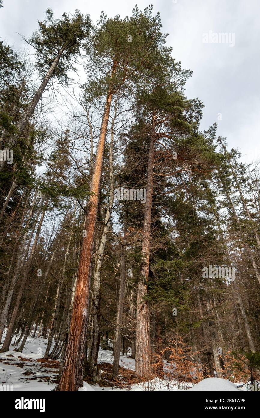 Pinus sylvestris trees. Scots pine. Woodland of Seefeld in Tirol. Austrian Alps. Europe Stock Photo