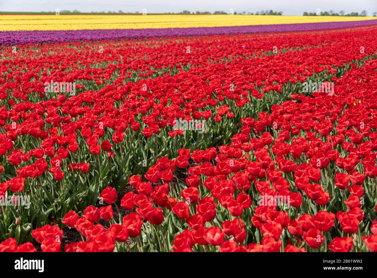 Schwaneberg, Germany. 26th Apr, 2019. A field of tulips. The Degenhardt ...
