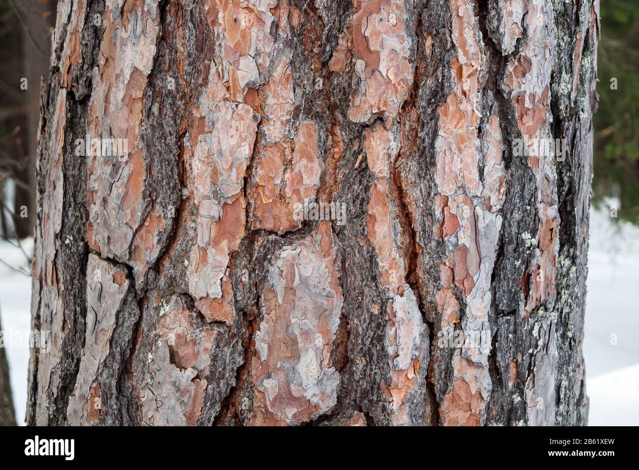 Pinus sylvestris trunk, cortex. Scots pine. Woodland of Seefeld in Tirol. Austrian Alps. Europe Stock Photo
