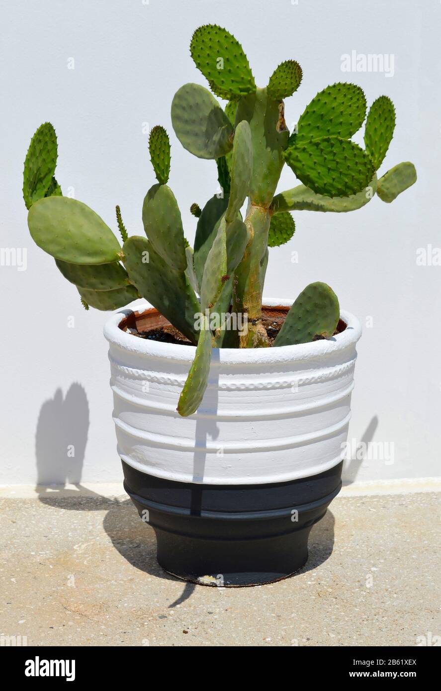 Prickly pear cactus Latin name Opuntia ficusindica Stock Photo Alamy