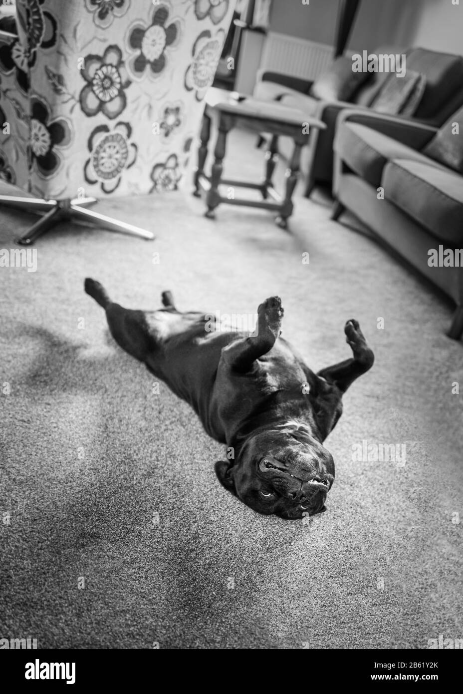 Upside down Staffordshire bull terrier dog lying on his back in a lounge with his legs in the air. He looks relaxed and happy. In monochrome Stock Photo