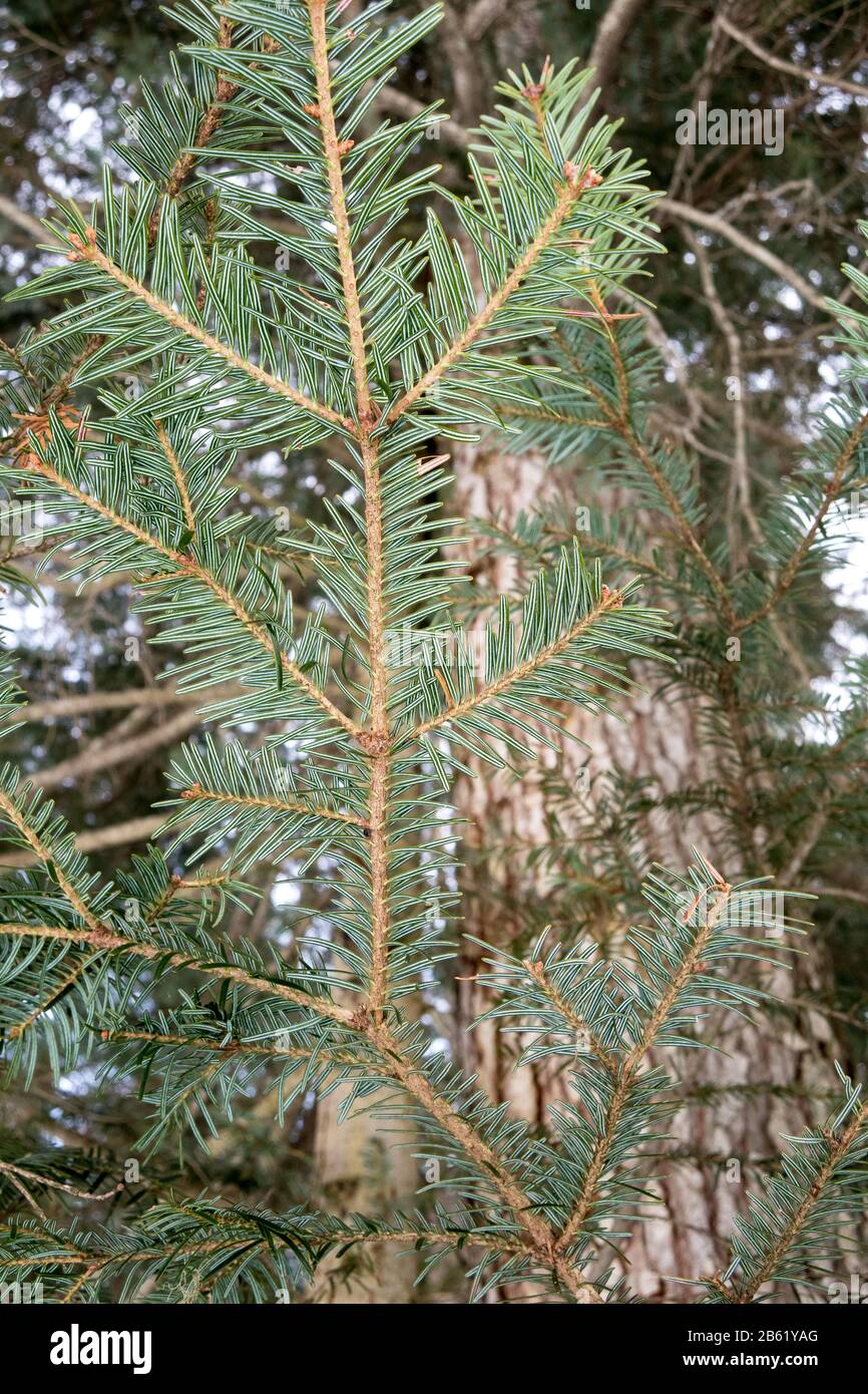 Abies alba tree. White fir needles. Coniferous forest of Seefeld in Tirol.  Austrian Alps. Europe. Stock Photo