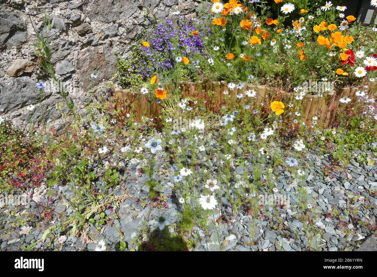 Mixture of wild plants hi-res stock photography and images - Alamy