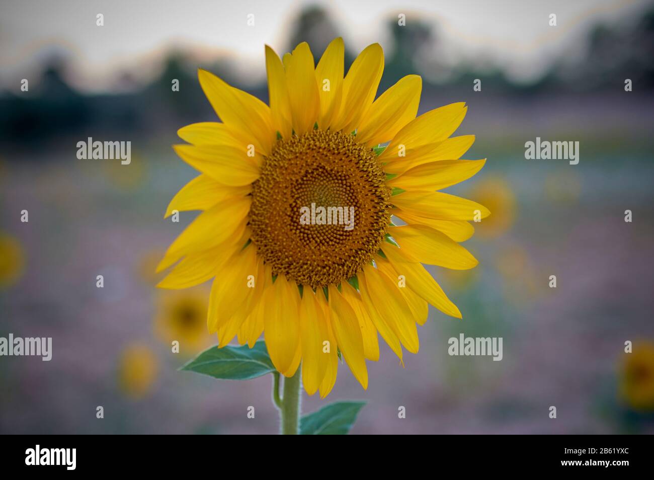 detail of an isolated yellow sunflower open in a sunset on an unfocused background Stock Photo