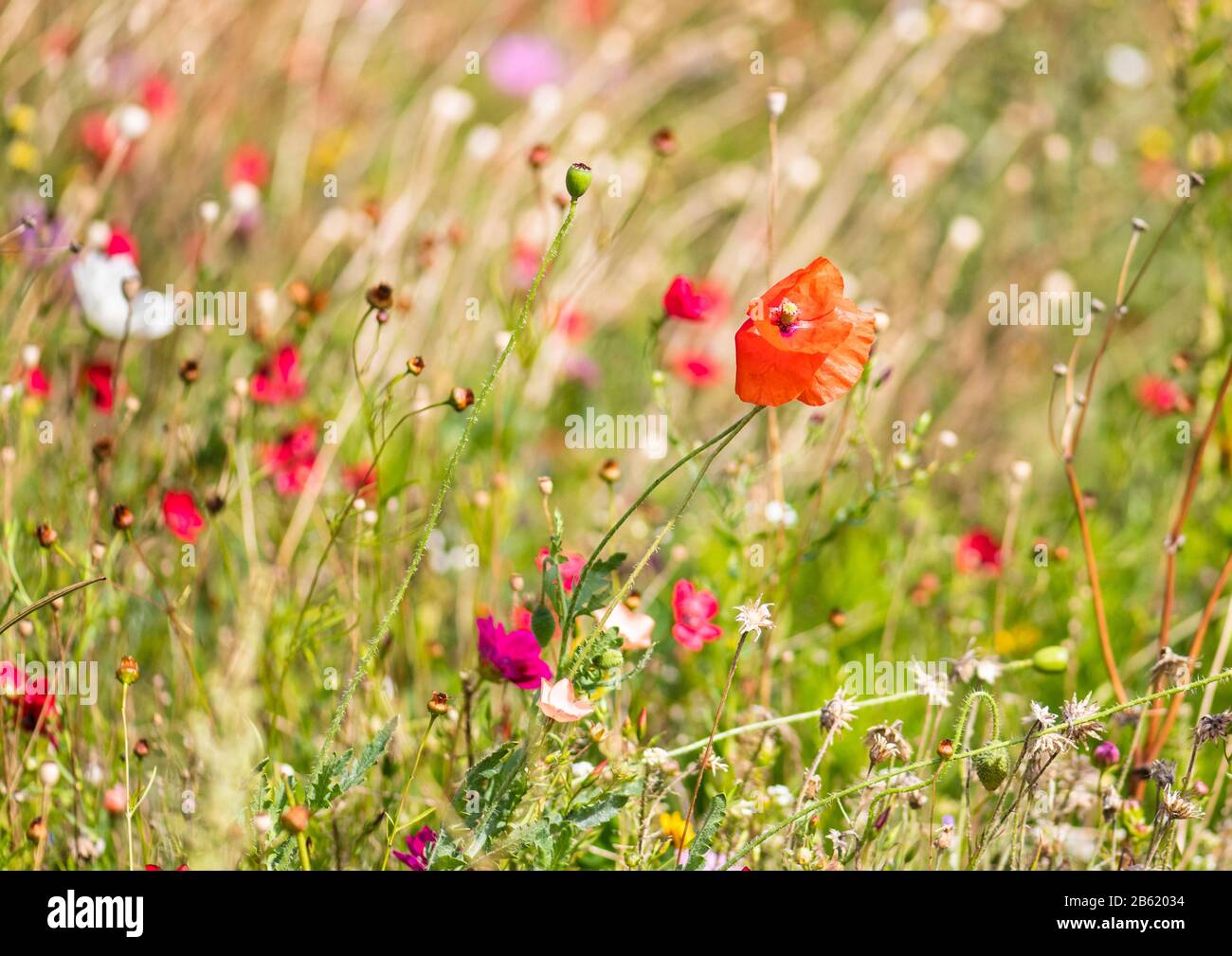 Wildflower garden hi-res stock photography and images - Alamy