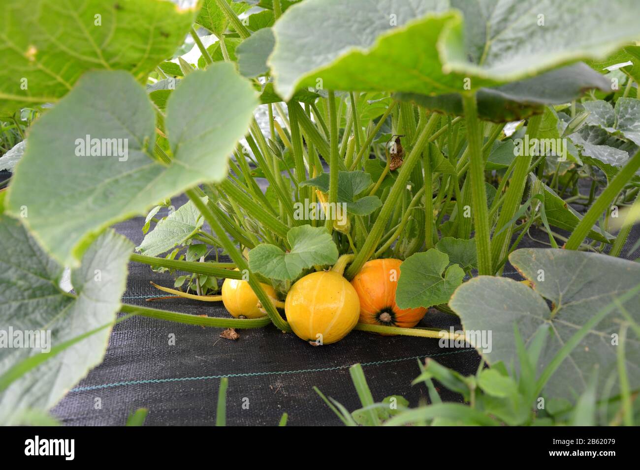 Winter squash Pottimarron growing in garden Stock Photo