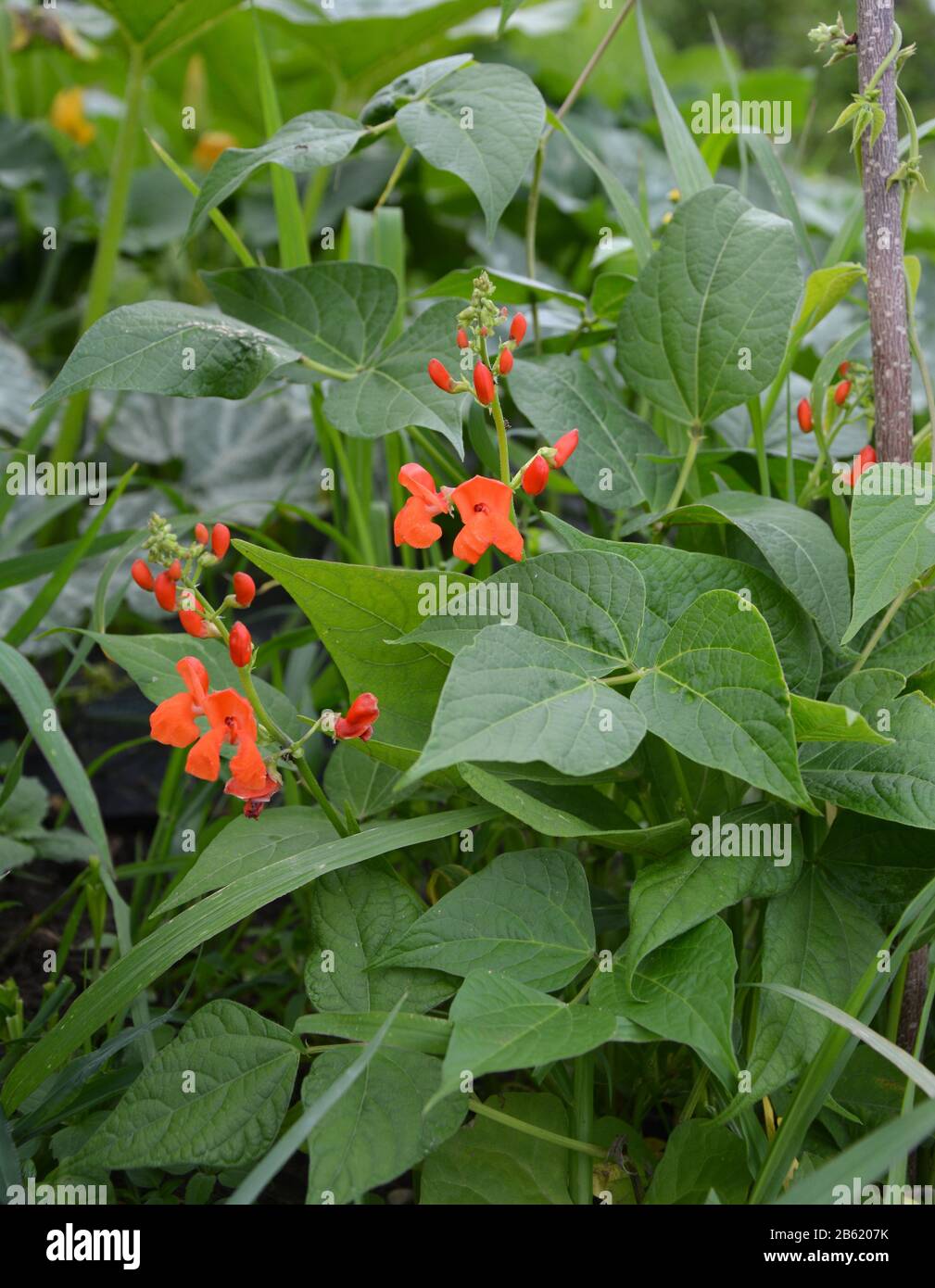 Growing beans plants in garden Stock Photo