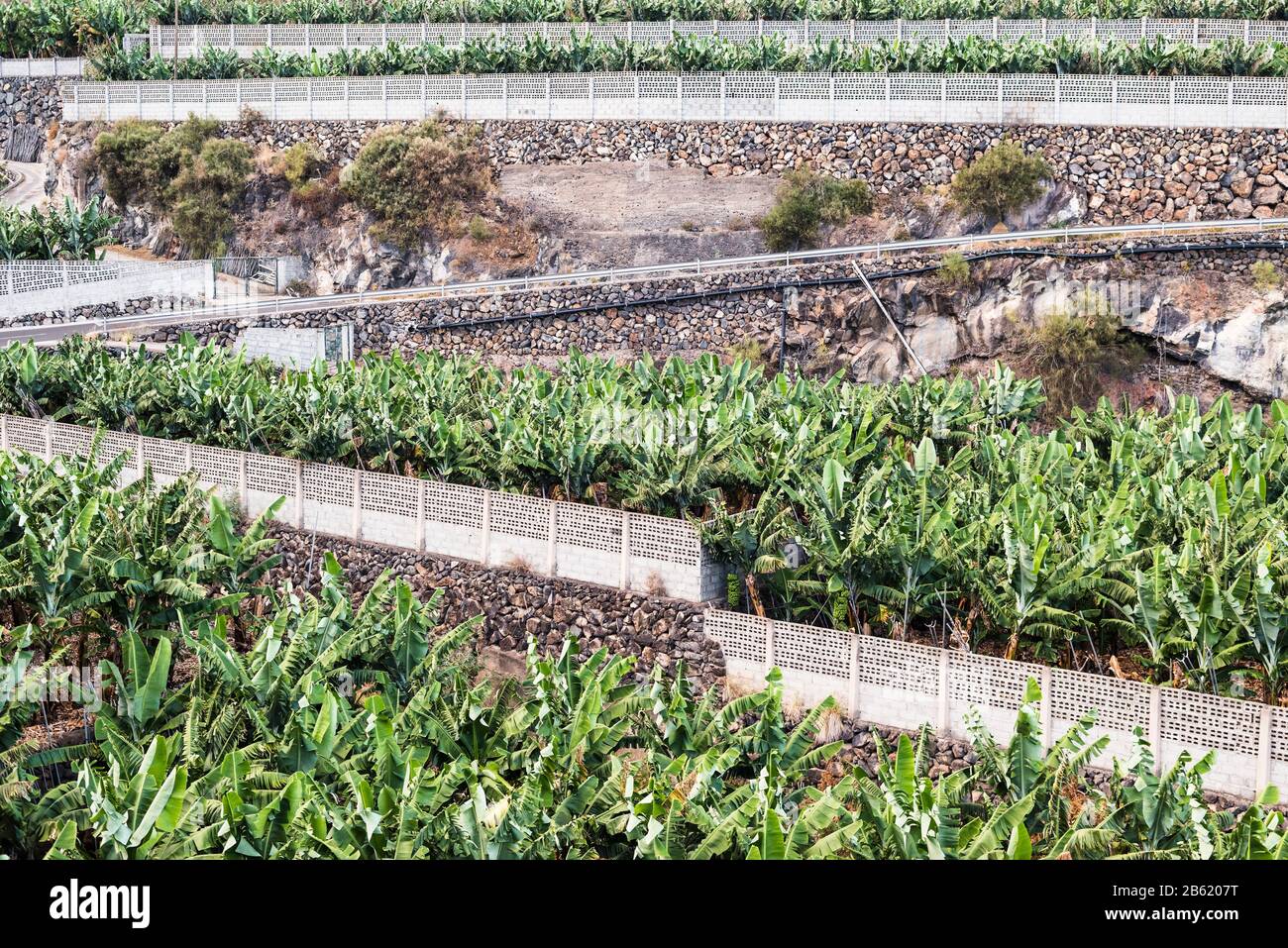 Terraced and walled outdoor banana plantations near Punta Santa Lucia and Puntallana in eastern La Palma, Canary Islands, Spain Stock Photo