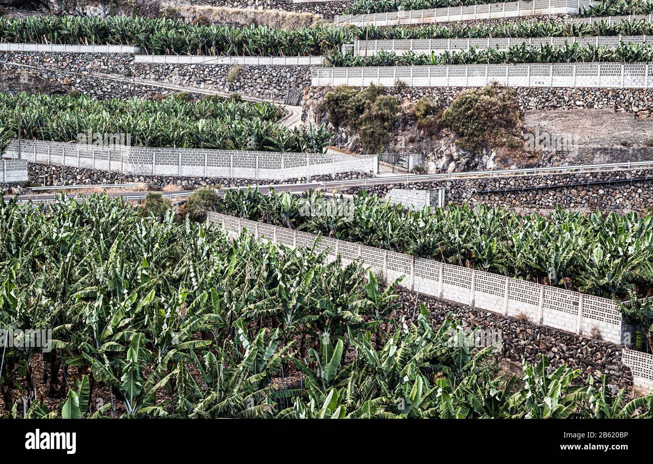 Terraced and walled outdoor banana plantations near Punta Santa Lucia and Puntallana in eastern La Palma, Canary Islands, Spain Stock Photo