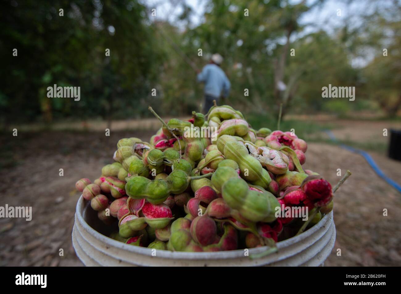 March 1, 2020, Ratchaburi, Thailand: A view of ripe Pithecellobium dulce fruits in a basket..The harvest of the Pithecellobium dulce also known as Madras Thorn is from December to March. (Credit Image: © Vachira Kalong/SOPA Images via ZUMA Wire) Stock Photo