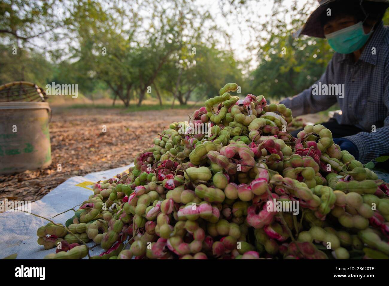 March 1, 2020, Ratchaburi, Thailand: A farmer sorts harvested pithecellobium dulce fruits at their plantation in Ratchaburi..The harvest of the Pithecellobium dulce also known as Madras Thorn is from December to March. (Credit Image: © Vachira Kalong/SOPA Images via ZUMA Wire) Stock Photo