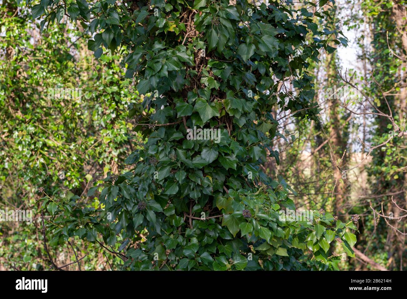 English Ivy hedera helix covering dead and decaying trees in English woodland near South Ferriby in North Lincolnshire. Stock Photo