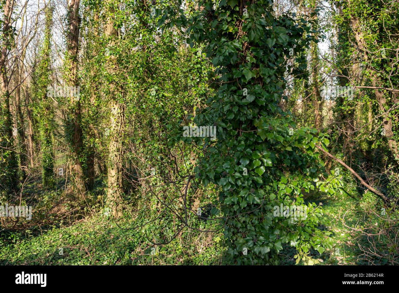 English Ivy hedera helix covering dead and decaying trees in English woodland near South Ferriby in North Lincolnshire. Stock Photo