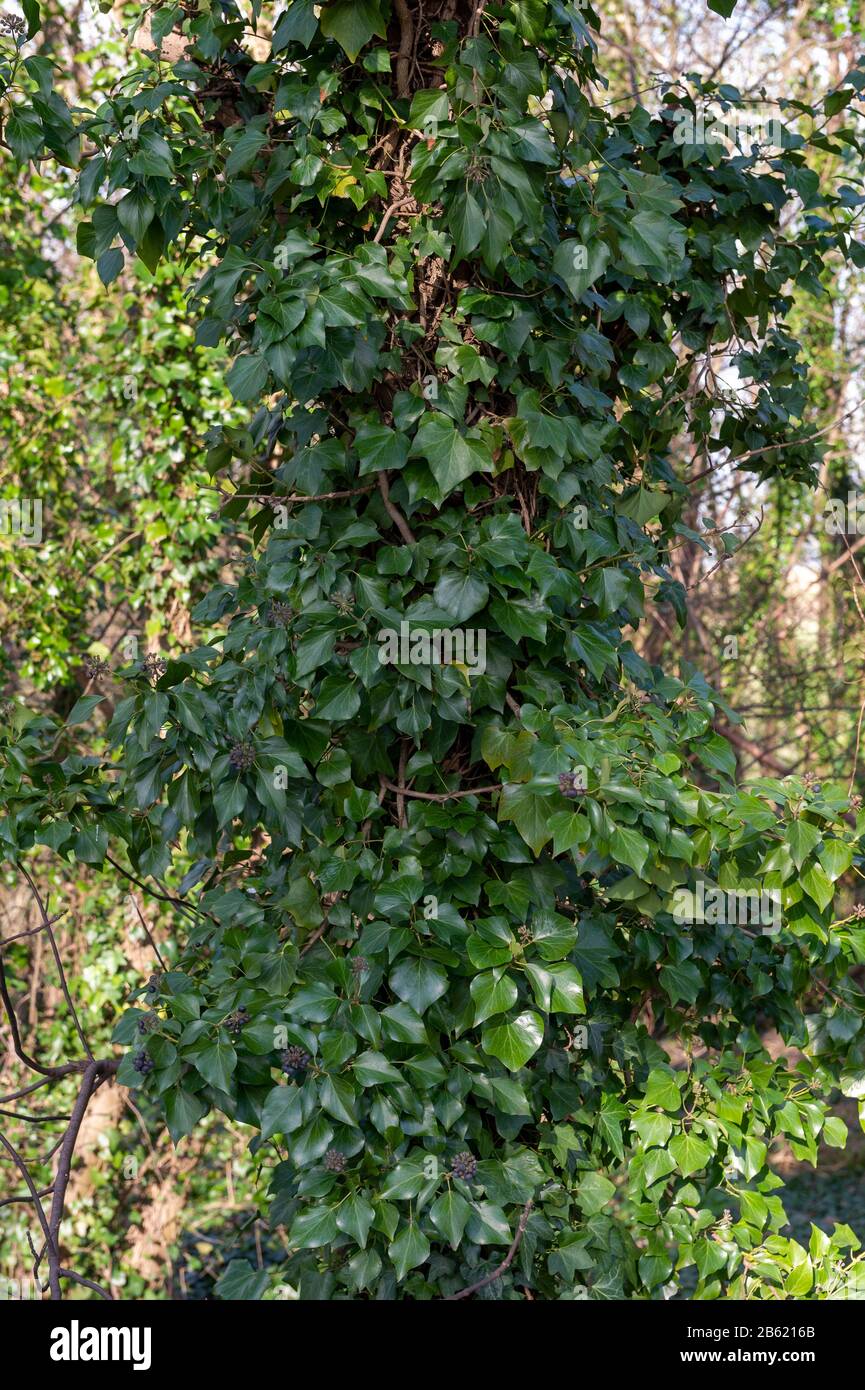 English Ivy hedera helix covering dead and decaying trees in English woodland near South Ferriby in North Lincolnshire. Stock Photo