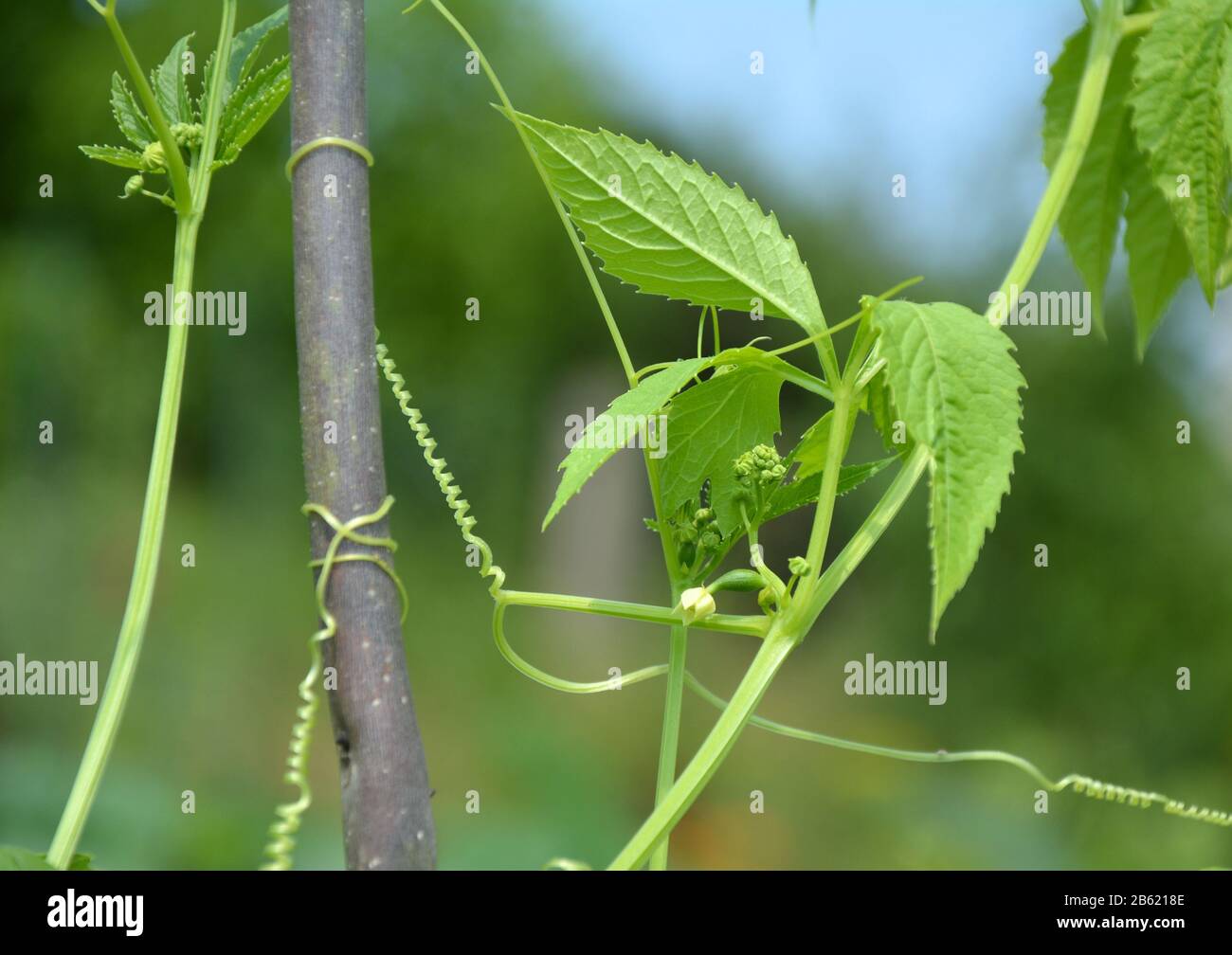 Cyclanthera pedata plant also known as slipper gourd Stock Photo