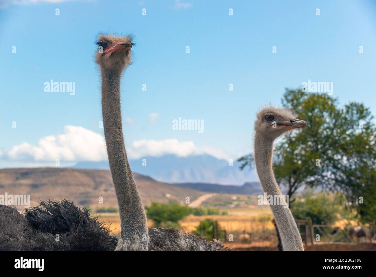 Two ostrich heads and necks Garden Route, Oudtshoorn, Western Cape